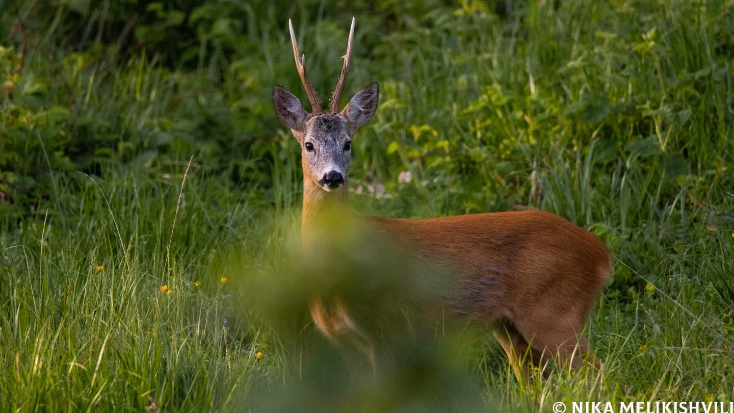Borjomi Central Park